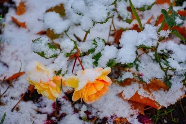 Blommor Snön — Stockfoto
