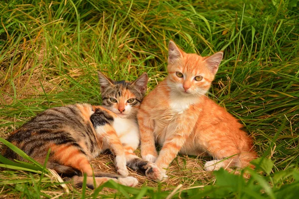 küçük yavru kedi 