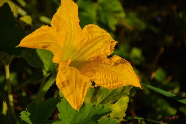 Courgettes en fleurs — Photo