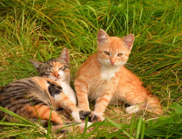 Kleine katjes — Stockfoto