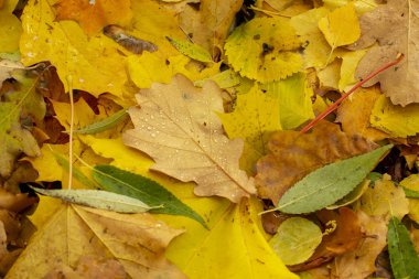 Yerdeki farklı ağaç türlerinden düşen yaprakların dokusu