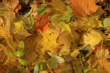 Texture of fallen leaves of different tree species on the ground clipart