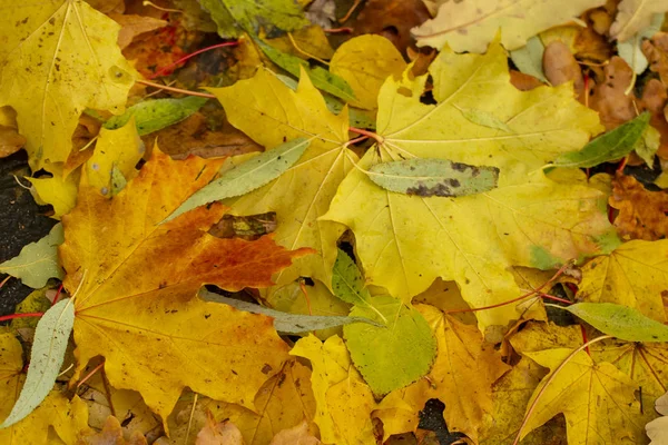 Texture of fallen leaves of different tree species on the ground — Stock Photo, Image