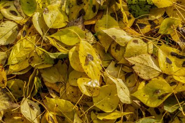 Yerdeki farklı ağaç türlerinden düşen yaprakların dokusu