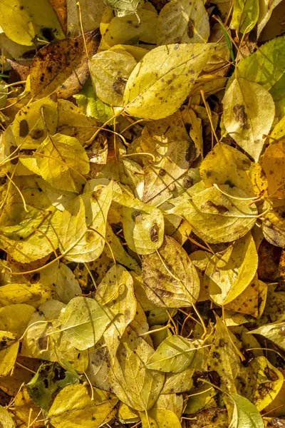 Textura de folhas caídas de diferentes espécies de árvores no chão — Fotografia de Stock