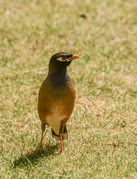 Maina Uma Bruxa Tamanho Médio Família Starling Estes São Pássaros — Fotografia de Stock