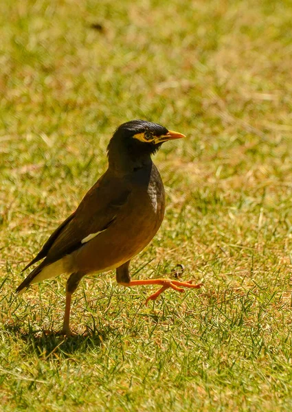 Maina Uma Bruxa Tamanho Médio Família Starling Estes São Pássaros — Fotografia de Stock