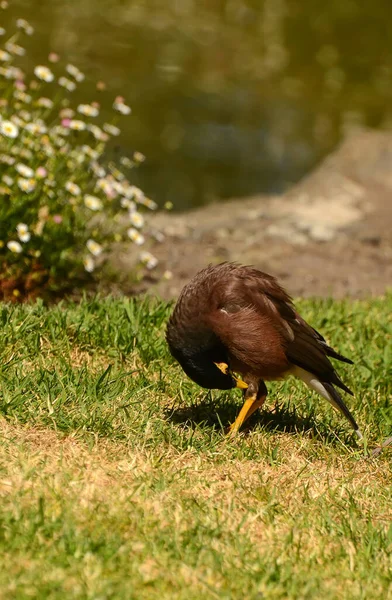 Maina Uma Bruxa Tamanho Médio Família Starling Estes São Pássaros — Fotografia de Stock