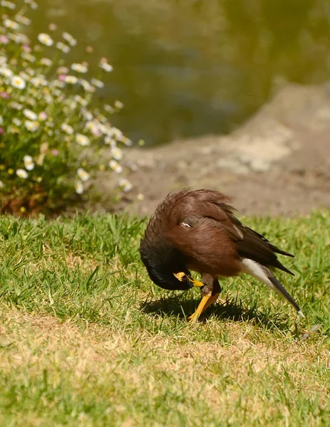 Maina Uma Bruxa Tamanho Médio Família Starling Estes São Pássaros — Fotografia de Stock