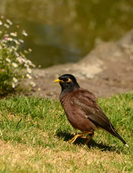 Maina Uma Bruxa Tamanho Médio Família Starling Estes São Pássaros — Fotografia de Stock