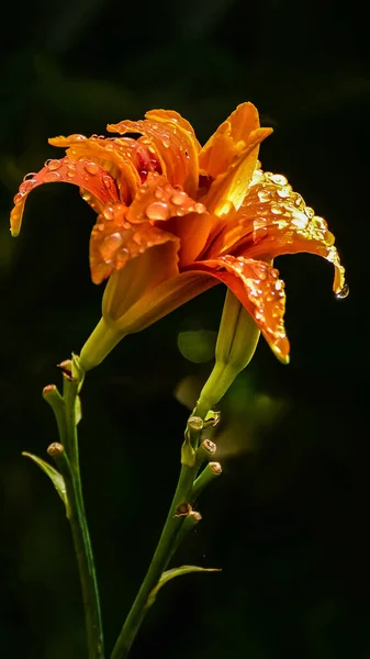 Orangefarbene Taglilie Tropfen Nach Regen — Stockfoto