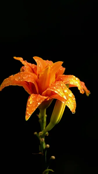 Orangefarbene Taglilie Tropfen Nach Regen — Stockfoto