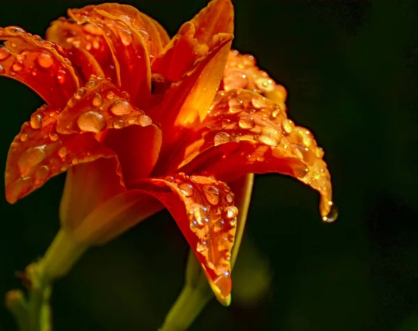 Orangefarbene Taglilie Tropfen Nach Regen — Stockfoto