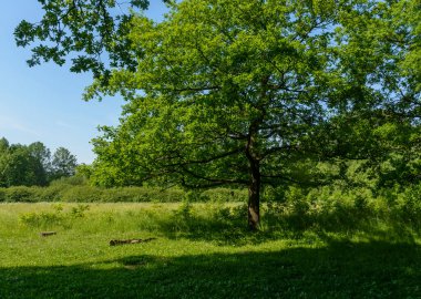 Leningrad bölgesindeki Nevsky Orman Parkı 'nda sıcak bir yaz günü. 