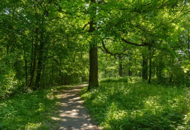 Leningrad bölgesindeki Nevsky Orman Parkı 'nda sıcak bir yaz günü. 