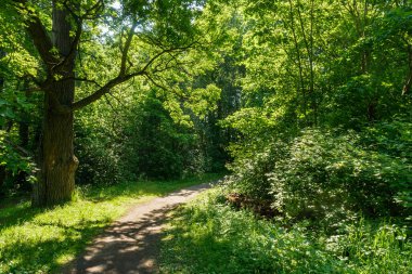 Leningrad bölgesindeki Nevsky Orman Parkı 'nda sıcak bir yaz günü. 