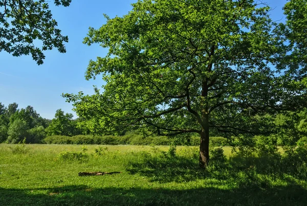 Gorący Letni Dzień Nevsky Forest Park Leningradzie — Zdjęcie stockowe