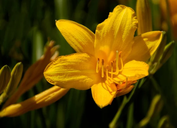 Leuchtend Gelbe Taglilie Auf Einem Land Blumenbeet — Stockfoto