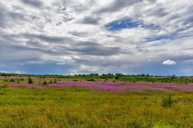 Çiçekli Ivan-tea manzarası. Sıcak Temmuz günü. 