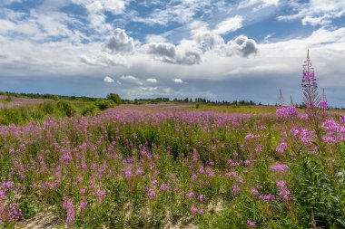 Çiçekli Ivan-tea manzarası. Sıcak Temmuz günü.