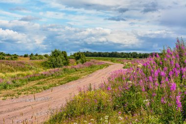 Tarlanın ortasındaki yol bir temmuz günü Ivan-tea ile kaplandı.. 