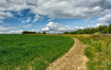 Gübre görevi gören yulaflı bir tarla..