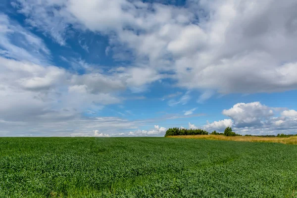 Campo Plantado Com Aveia Que Serve Como Fertilizante — Fotografia de Stock