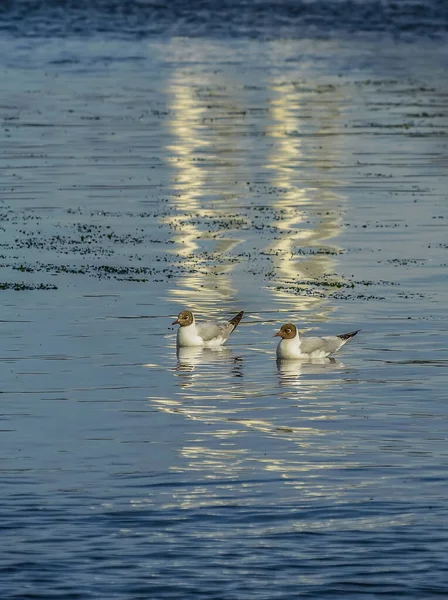 Mouette Tête Brune Sur Les Rives Rivière Neva Dans Eau — Photo