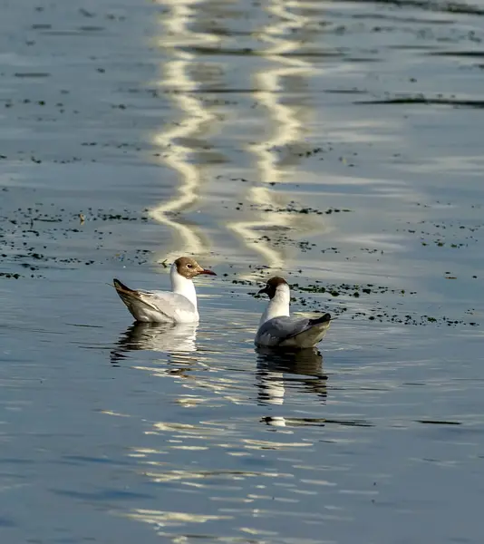 Gaviota Río Cabeza Marrón Orillas Del Río Neva Agua — Foto de Stock