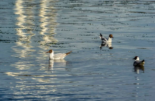 Gaviota Río Cabeza Marrón Orillas Del Río Neva Agua — Foto de Stock