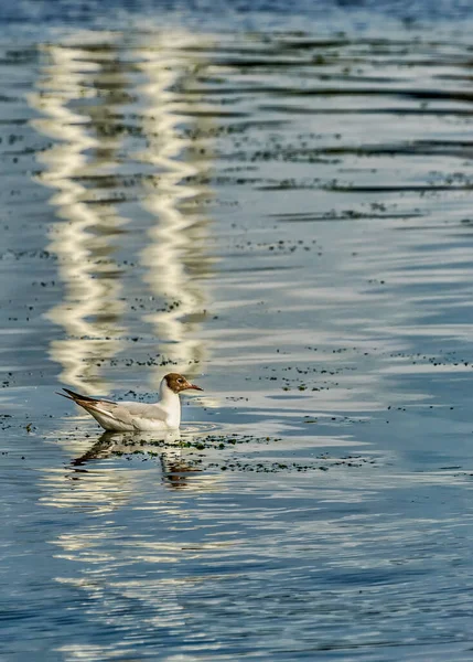 Neva Nehrinin Kıyısında Suda Kahverengi Başlı Martı — Stok fotoğraf