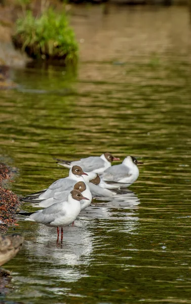 Gaviota Río Cabeza Marrón Orillas Del Río Neva Agua — Foto de Stock