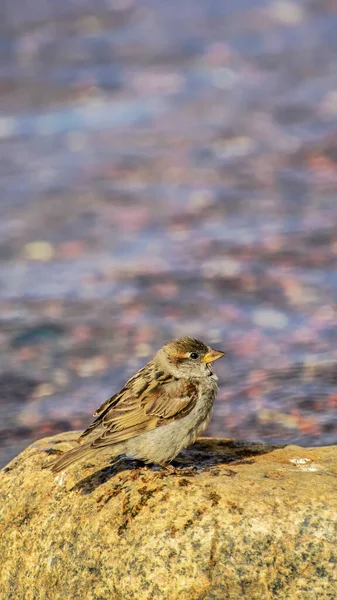 Sparrow Sitting Stone Water Summer Day — Stock Photo, Image