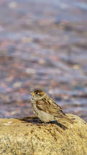Sparrow Sitting Stone Water Summer Day — Stock Photo, Image