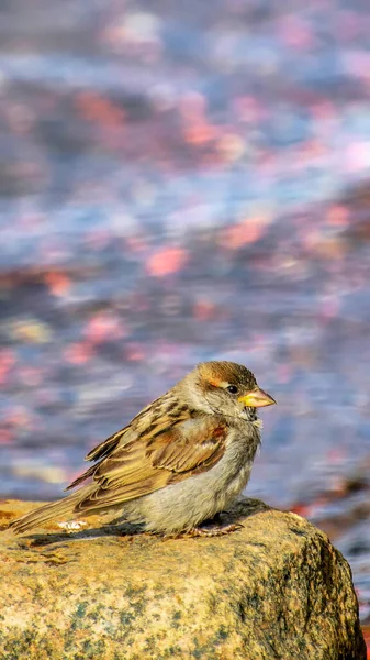 Sparrow Sitting Stone Water Summer Day — Stock Photo, Image