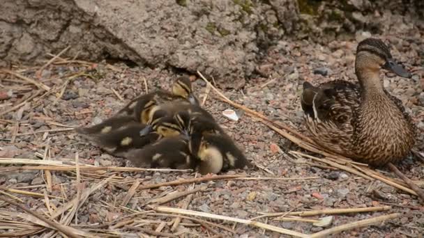 Duck Family River Bank Summer Day — Stock Video