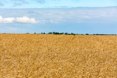 Leningrad Bölgesi 'nde olgunlaşmış tahıllı bir tarla.. 