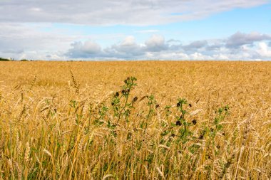 Leningrad Bölgesi 'nde olgunlaşmış tahıllı bir tarla..