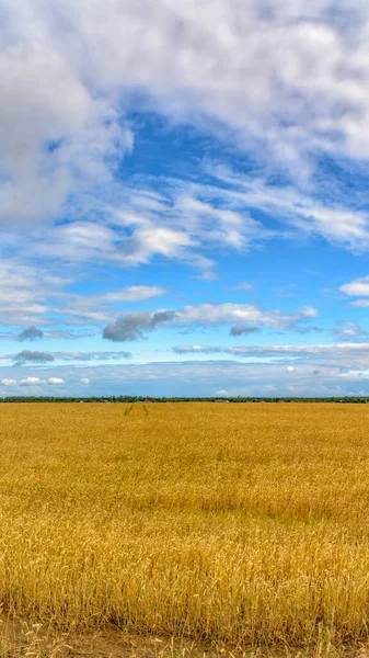 Campo Con Grano Maturo Nella Regione Leningrado Screensaver Telefono — Foto Stock