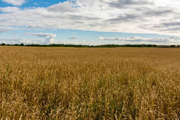 Campo Con Grano Maturo Nella Regione Leningrado — Foto Stock