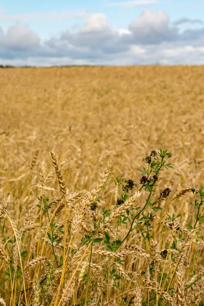 Campo Con Grano Maturo Nella Regione Leningrado — Foto Stock