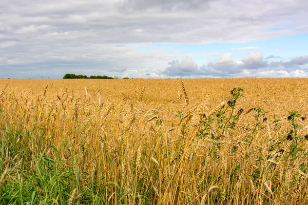 Campo Con Grano Maturo Nella Regione Leningrado — Foto Stock