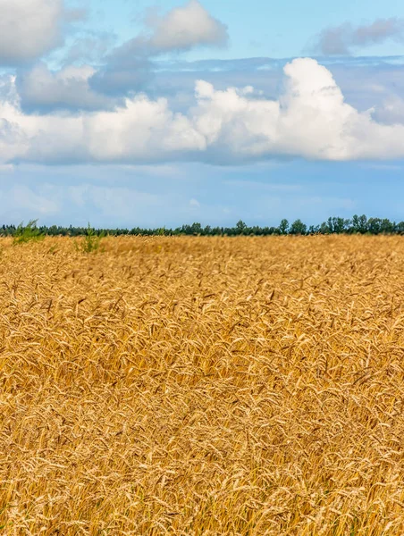 Leningrad Bölgesi 'nde olgunlaşmış tahıllı bir tarla.. 