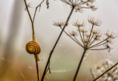 Kuru ot, salyangoz ve sis ile sonbahar eskizi. 