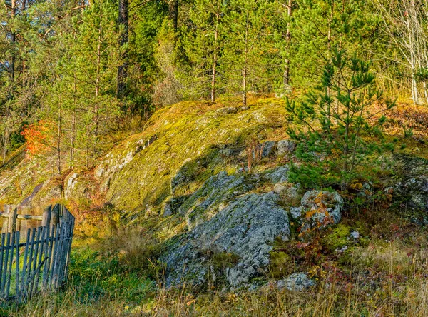 Belleza Del Otoño Dorado Karelia Paisaje Mañana — Foto de Stock