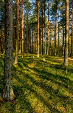 Çam ormanında güneşli bir Eylül sabahı. 