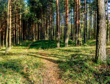 Çam ormanında güneşli bir Eylül sabahı. 