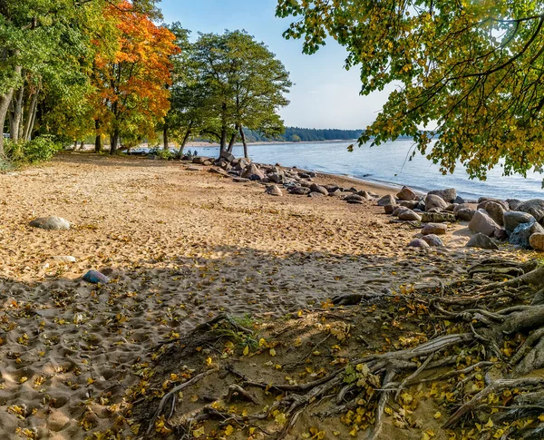 Wybrzeże Zatoki Fińskiej Słoneczny Wrześniowy Dzień — Zdjęcie stockowe