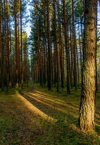 Słoneczny Wrześniowy Poranek Sosnowym Lesie — Zdjęcie stockowe
