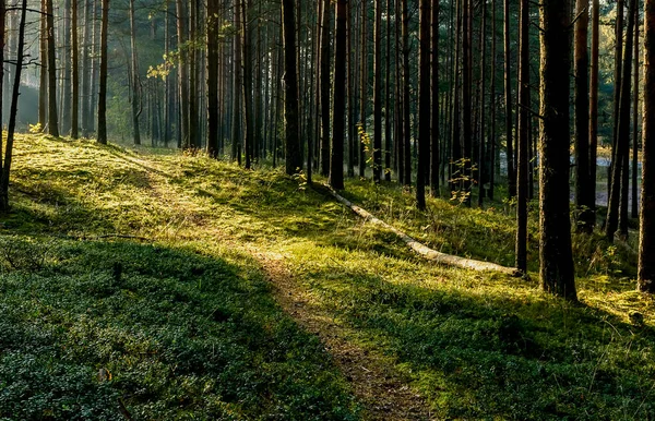Słoneczny Wrześniowy Poranek Sosnowym Lesie — Zdjęcie stockowe